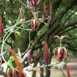 Musschia wollastonii 花