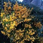 Cytisus oromediterraneusFlower