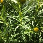 Inula ensifolia Hoja