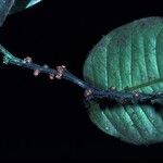 Heisteria cauliflora Kora