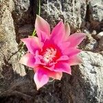 Gymnocalycium baldianum Blüte