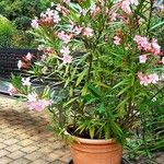 Nerium oleander Habit