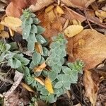 Euphorbia myrsinitesLeaf