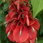 Erythrina crista-galli Цвят