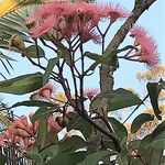 Corymbia ficifolia 花