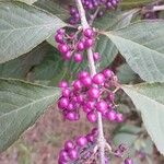 Callicarpa bodinieri Плід