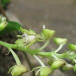 Polystachya concreta Flower