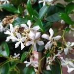 Trachelospermum jasminoides Fleur