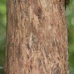 Duroia longiflora Bark