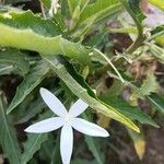 Hippobroma longiflora Virág