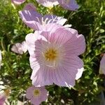 Oenothera speciosa Blüte