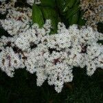 Miconia longifolia Цвят