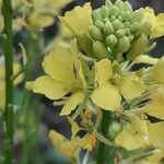 Brassica tournefortii Flor