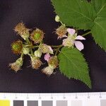 Rubus imbricatus Flower