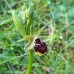 Ophrys araneolaVirág