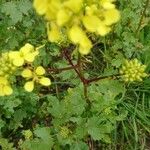 Erucaria hispanica Flower