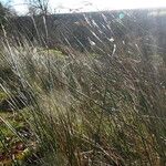Juncus effusus Folio