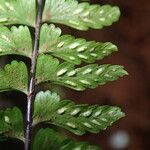 Asplenium erectum Leaf