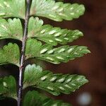 Asplenium erectum Φύλλο