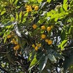 Senna viarum Cvet