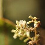 Monosis conferta Flor