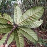 Planchonella roseoloba Fuelha