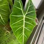 Alocasia micholitziana Leaf