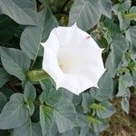 Datura innoxiaBlomma