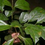 Guarea zarceroensis Hoja