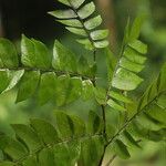Tessmannia lescrauwaetii Blatt