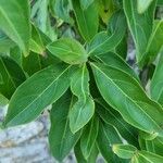 Cornus capitata Leaf