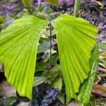 Caryota mitisFoglia