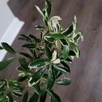 Schefflera arboricola Buveinė