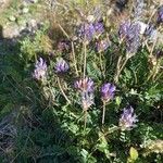 Astragalus leontinus Blomst