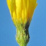 Hieracium inuloides Flower