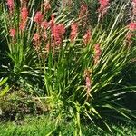 Watsonia borbonica Blatt