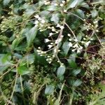 Ageratina ligustrina Blomma