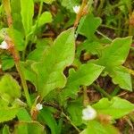 Oxygonum sinuatum Leaf