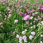 Armeria maritimaFlower