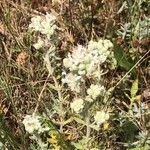 Teucrium poliumFlower