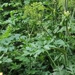 Angelica atropurpurea Квітка