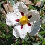 Cistus ladanifer Květ