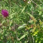 Melampyrum arvense Habit