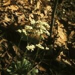 Micranthes virginiensis Habit