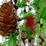 Larix decidua Fruit