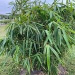 Thysanolaena latifolia Habit