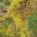 Pinus rigida Leaf