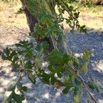 Quercus lobata Hoja