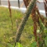 Phleum pratense 花