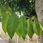 Magnolia champaca List
